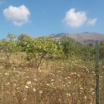 Licusati terreno agricolo in vendita