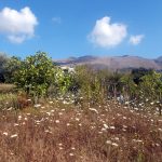 Licusati terreno agricolo in vendita
