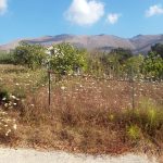Licusati terreno agricolo in vendita