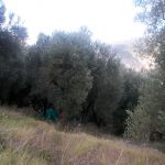 uliveto_1