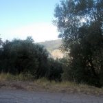 Licusati in vendita uliveto