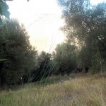 Licusati in vendita uliveto